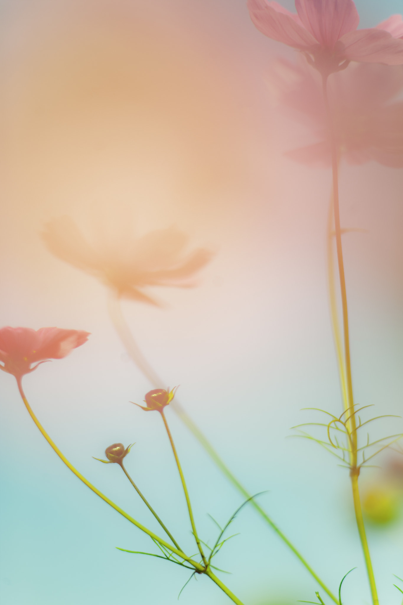 Canon EOS-1Ds Mark III sample photo. Cosmos photography