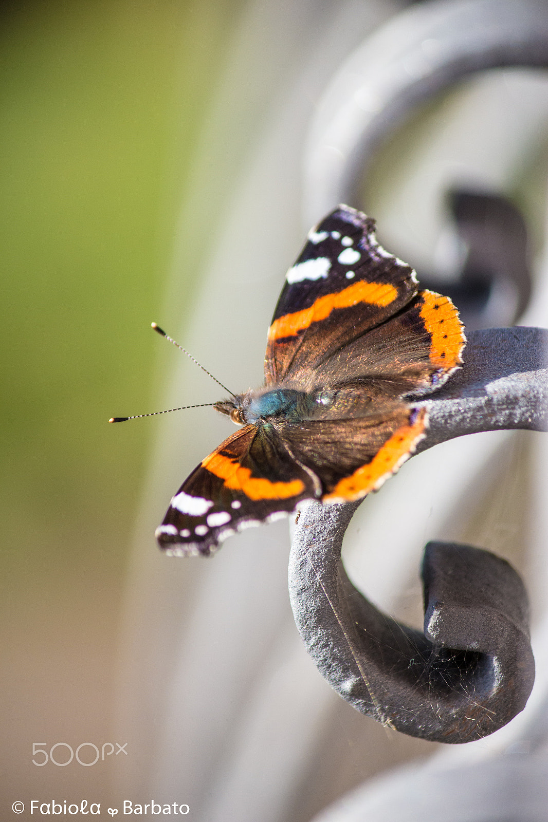 Canon EF-S 55-250mm F4-5.6 IS II sample photo. Butterfly photography