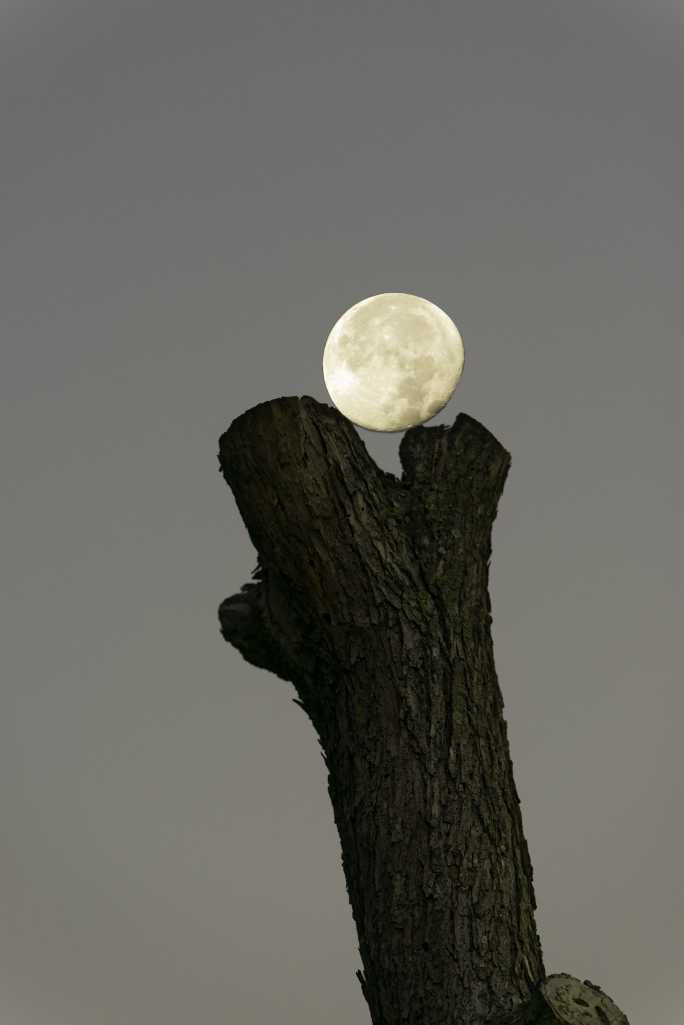 Nikon D800 + AF Nikkor 180mm f/2.8 IF-ED sample photo. Supermoon framed by tree photography
