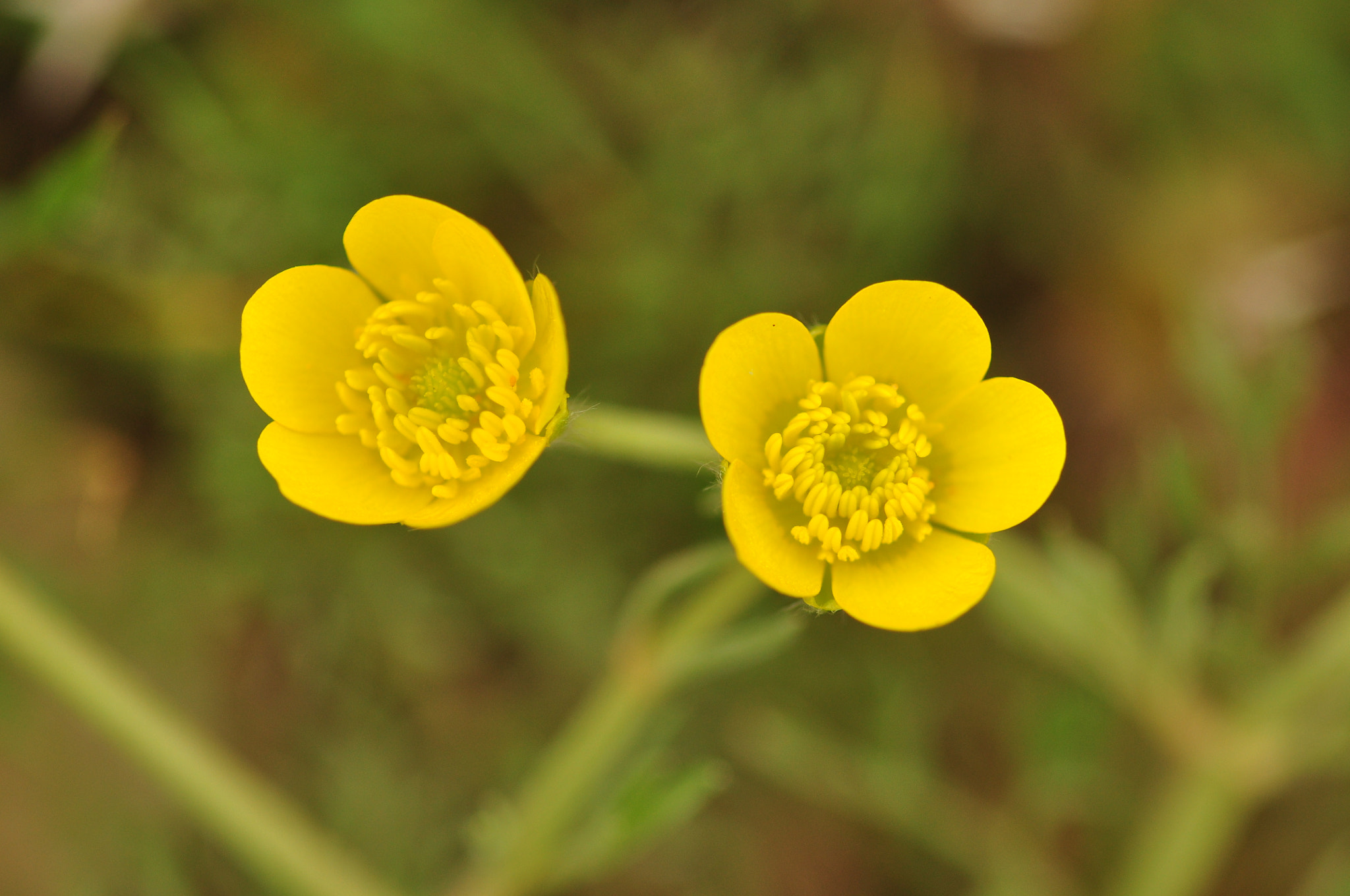 Sigma 105mm F2.8 EX DG Macro sample photo. Yellow photography