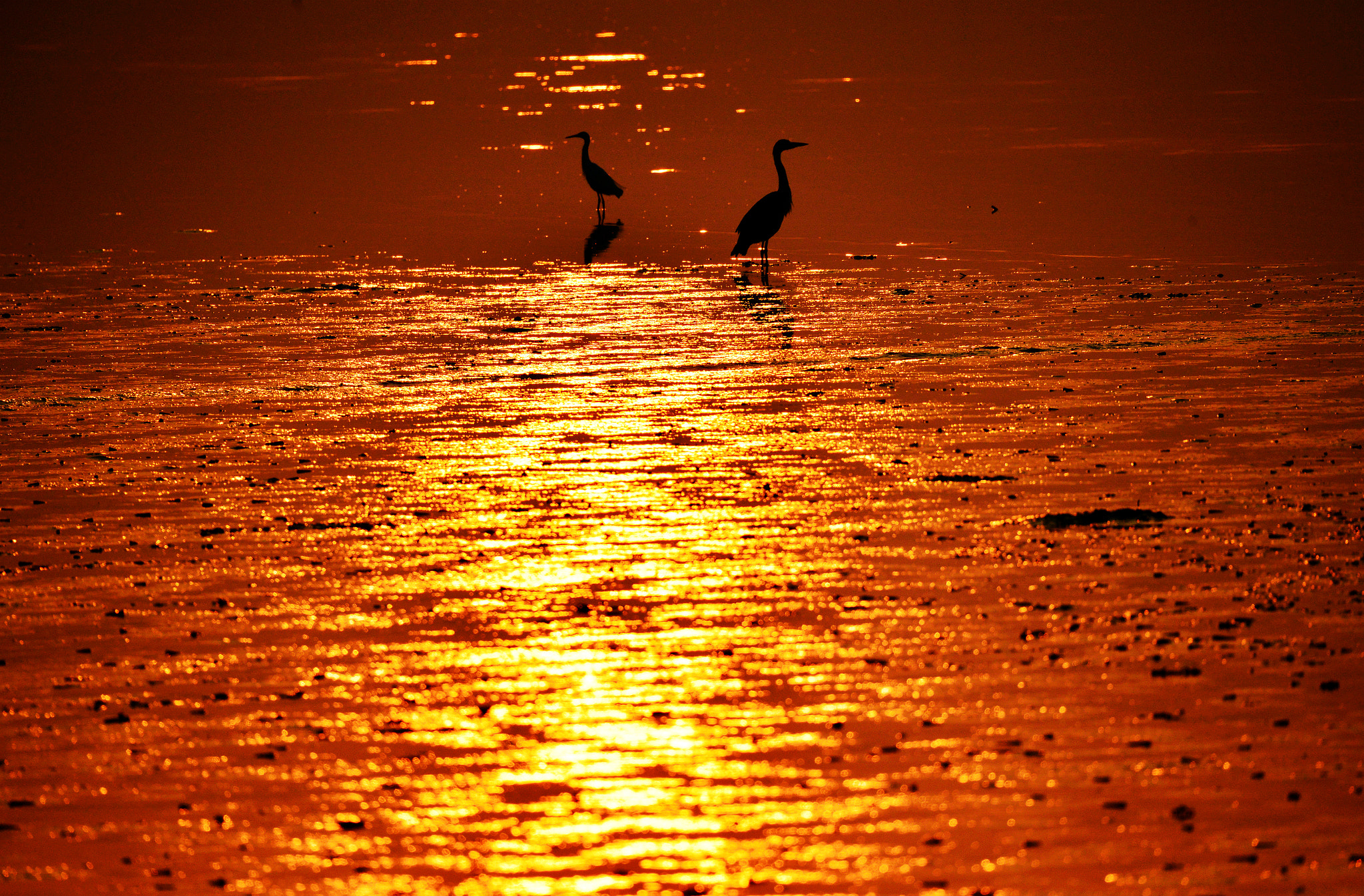 Sigma 150-600mm F5-6.3 DG OS HSM | S sample photo