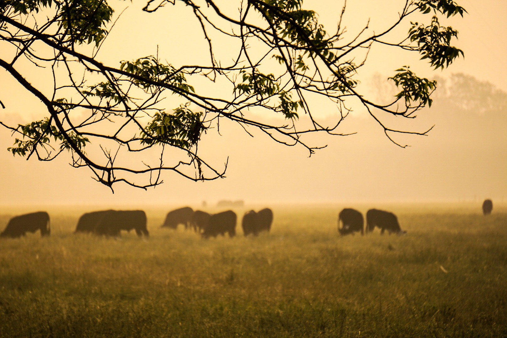 Sony a5100 sample photo. Grazers photography