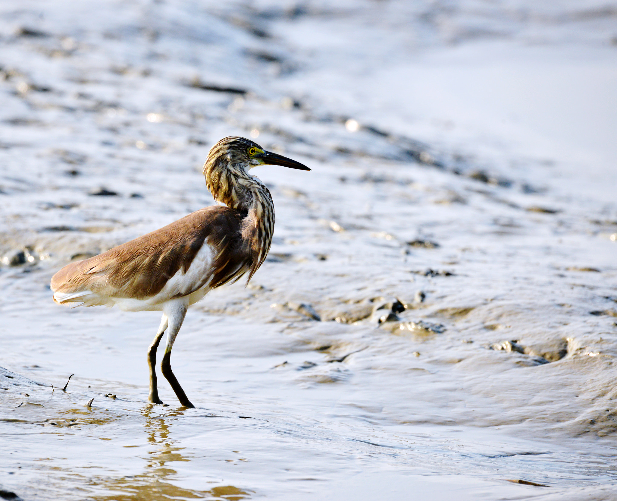 Sigma 150-600mm F5-6.3 DG OS HSM | S sample photo