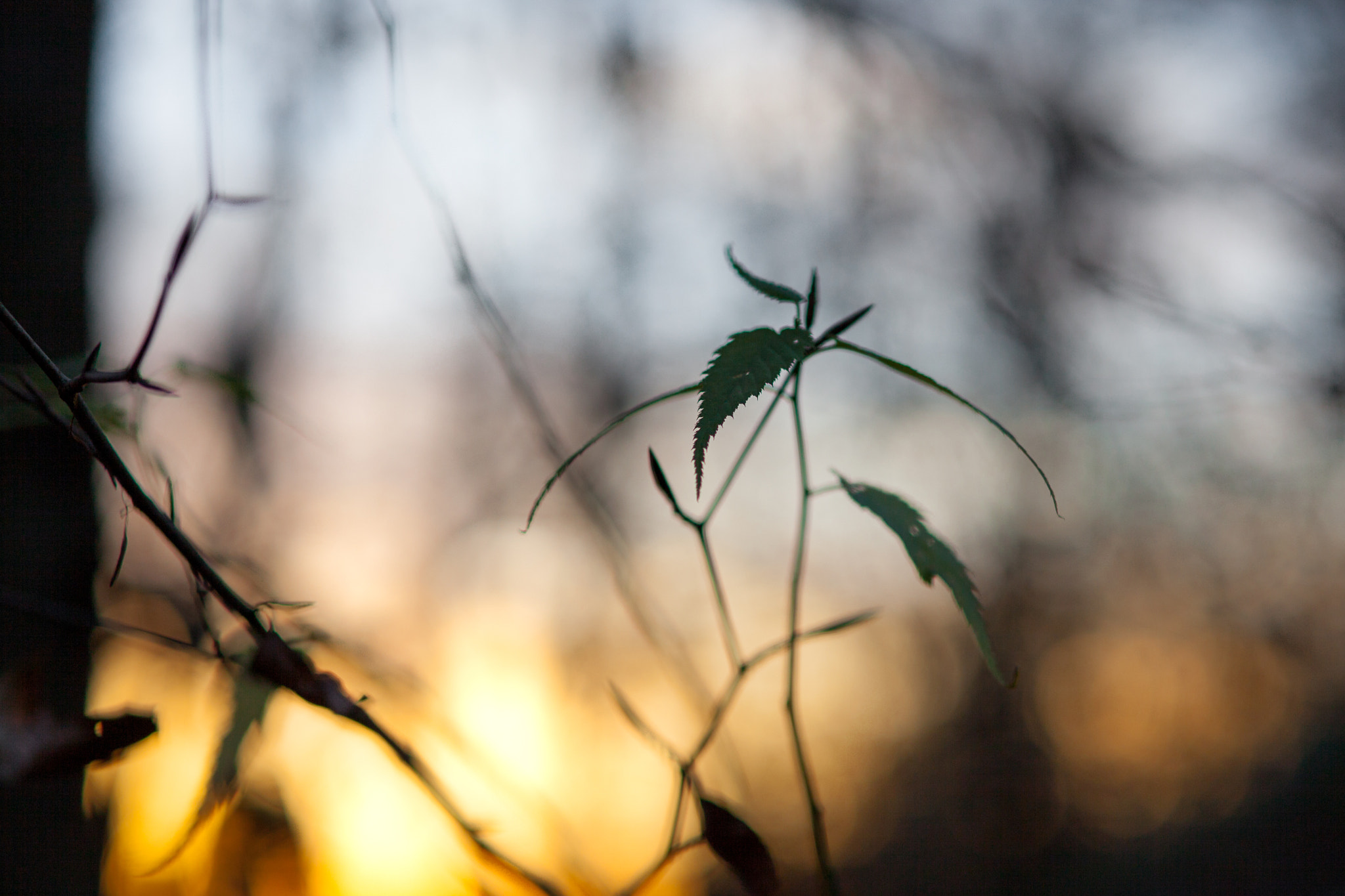 Sigma 85mm F1.4 EX DG HSM sample photo. Autumn photography