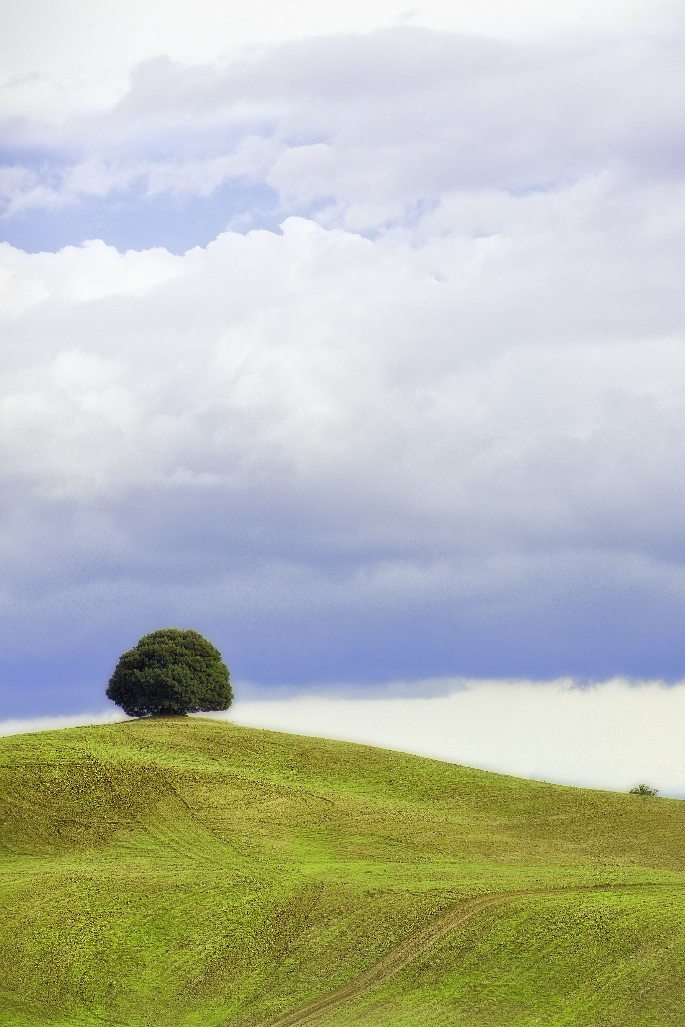 Canon EOS 760D (EOS Rebel T6s / EOS 8000D) + EF75-300mm f/4-5.6 sample photo. Solitudine degli alberi photography