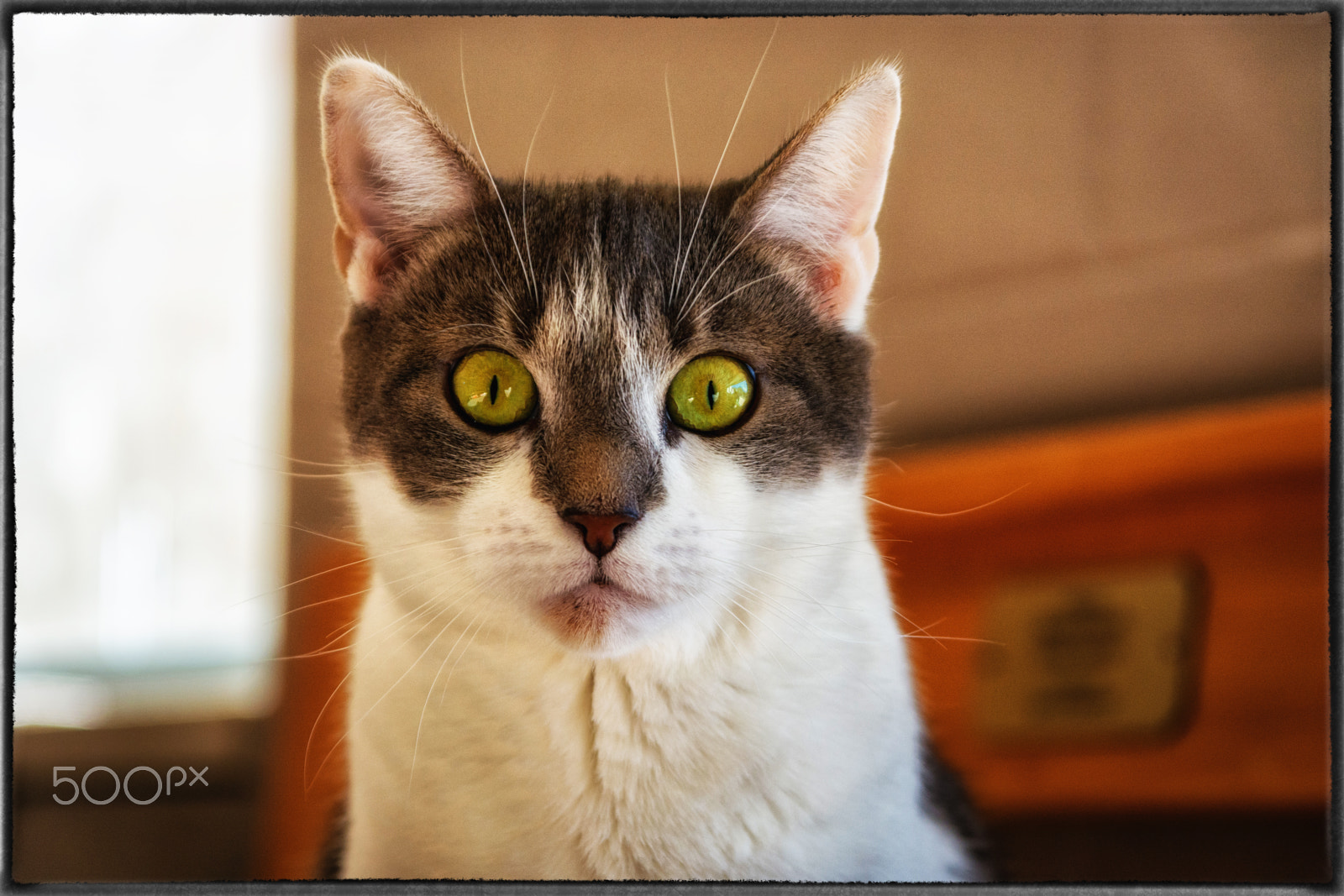 Sigma 17-70mm F2.8-4 DC Macro OS HSM sample photo. Look into my eyes! photography