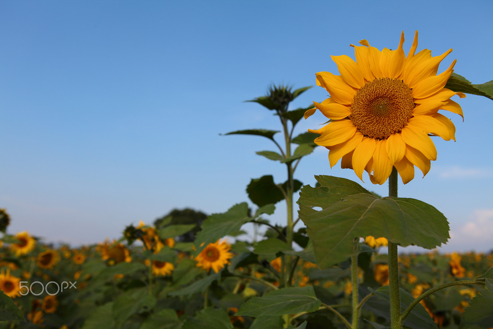 Canon EF 24-70mm F2.8L USM sample photo. Hsinshe photography