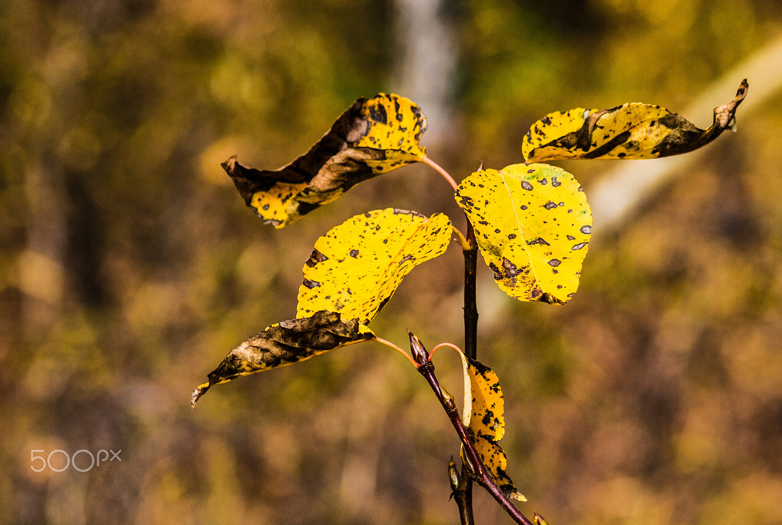 Olympus E-620 (EVOLT E-620) sample photo. Seasons change plants fade photography