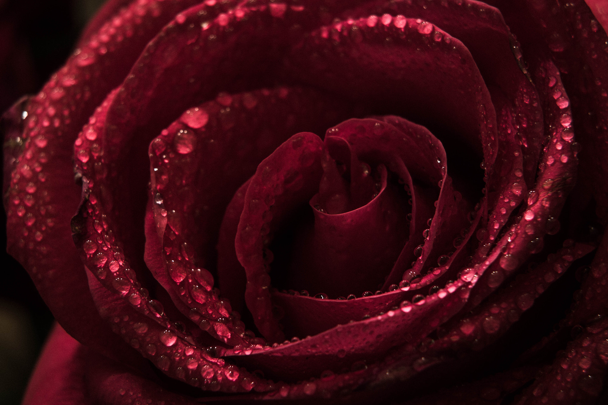 Canon EOS 60D sample photo. Just a red rose photography