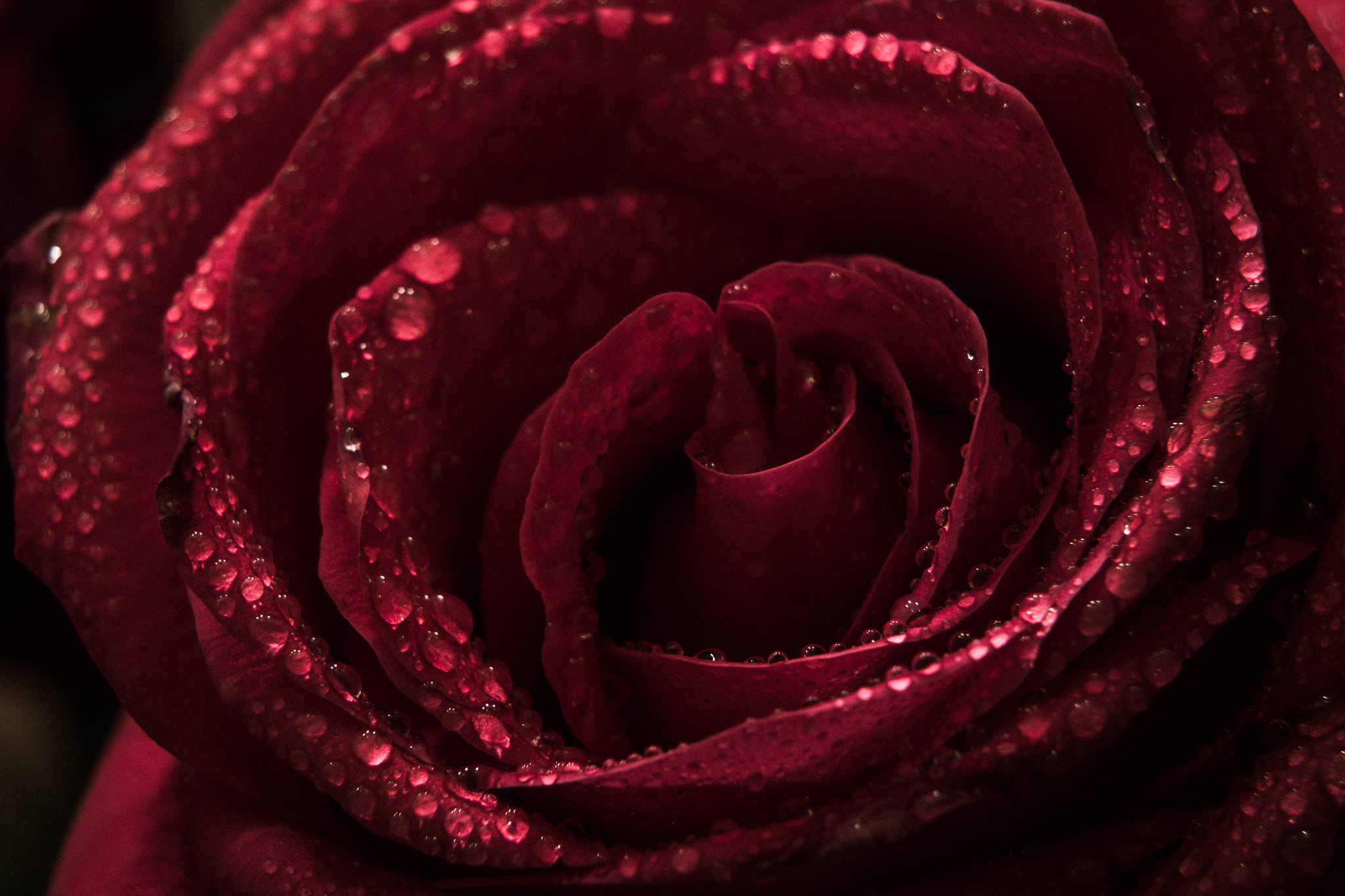 Canon EF 35-135mm f/4-5.6 USM sample photo. Just a red rose photography