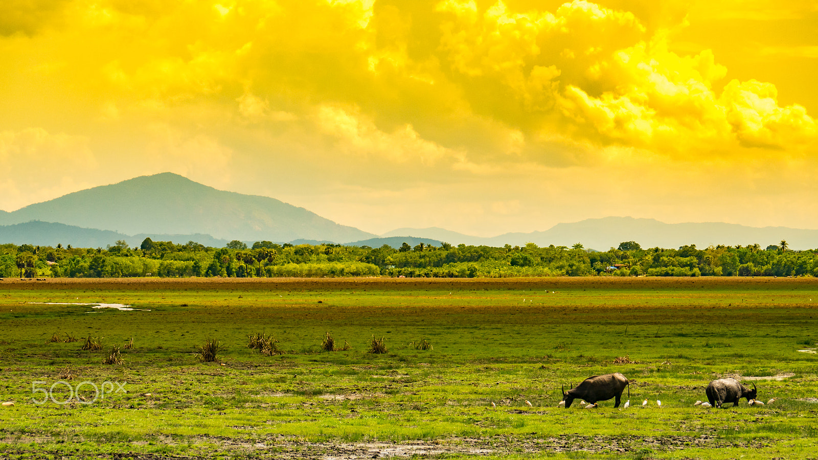 Panasonic Lumix G Vario 45-200mm F4-5.6 OIS sample photo. Buffalo feeding in a meadow photography