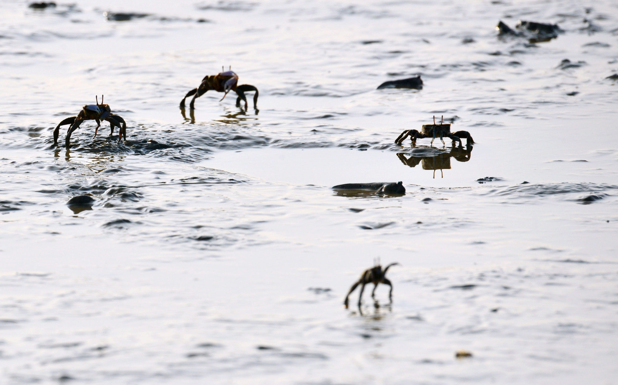 Sigma 150-600mm F5-6.3 DG OS HSM | S sample photo