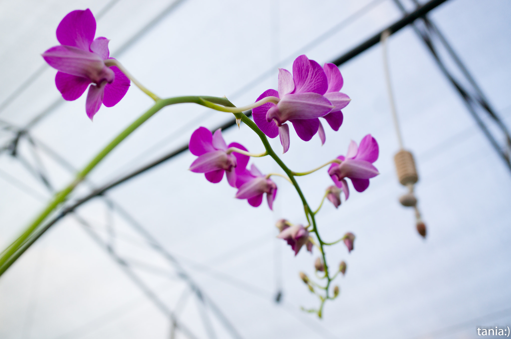 Sony Alpha NEX-5T sample photo. Orchids beauty photography