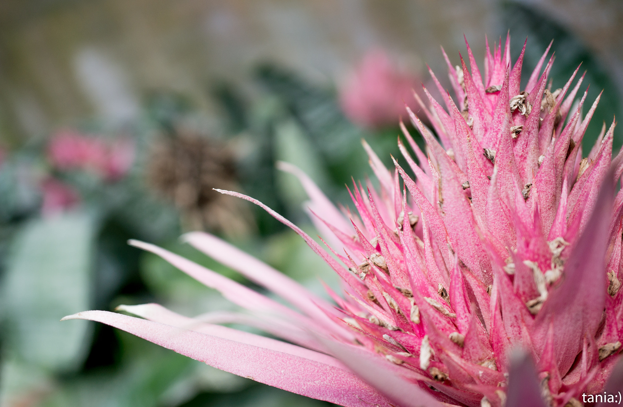 Sony E 30mm F3.5 Macro sample photo. Pointy pink flower photography