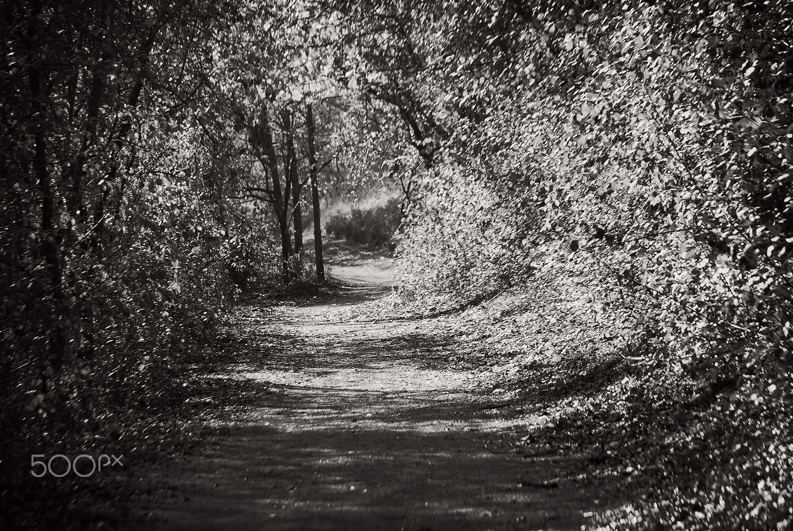 Nikon D60 sample photo. The path - oakville photography