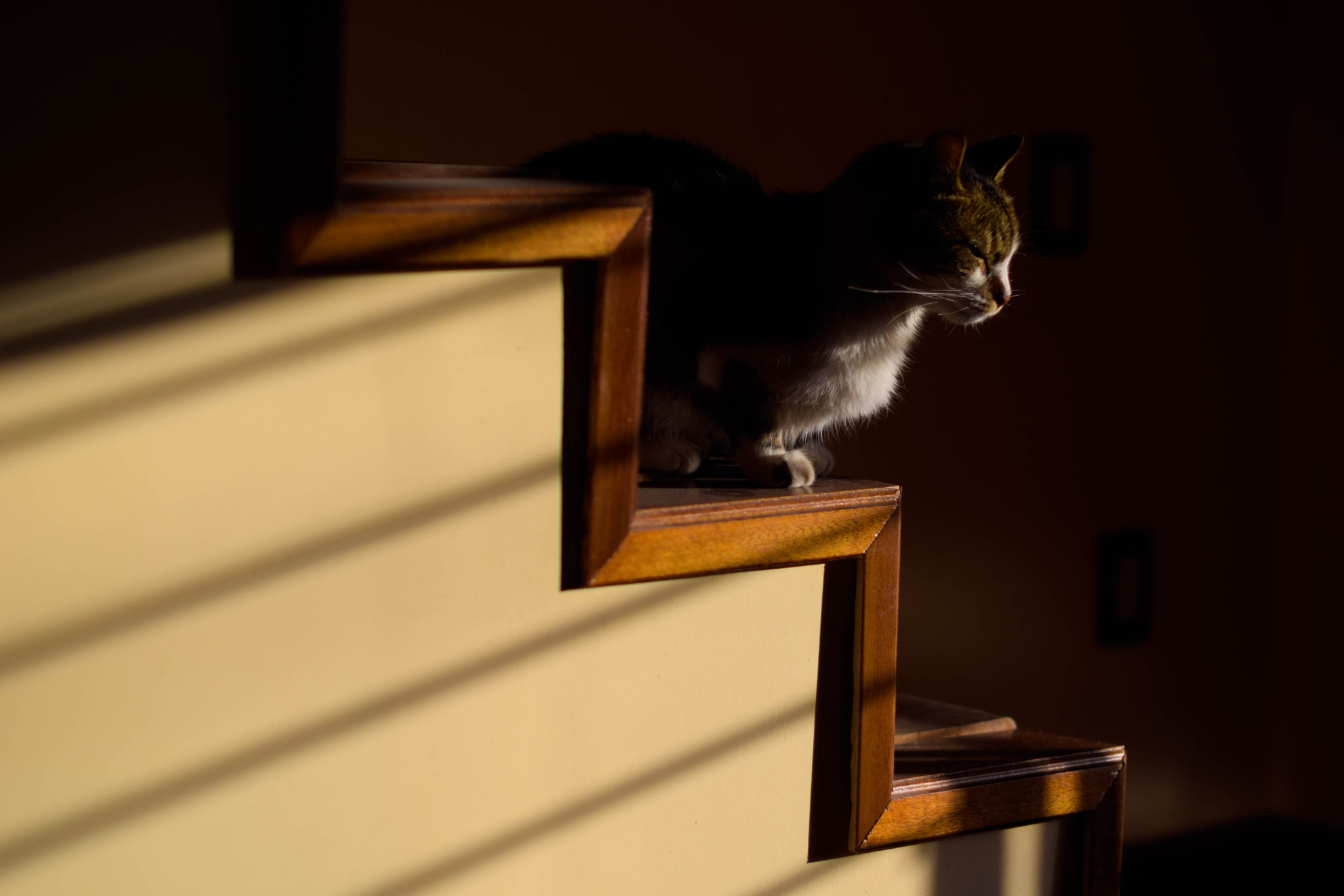 Nikon D5300 + Nikon AF-S Nikkor 50mm F1.4G sample photo. Descansando photography