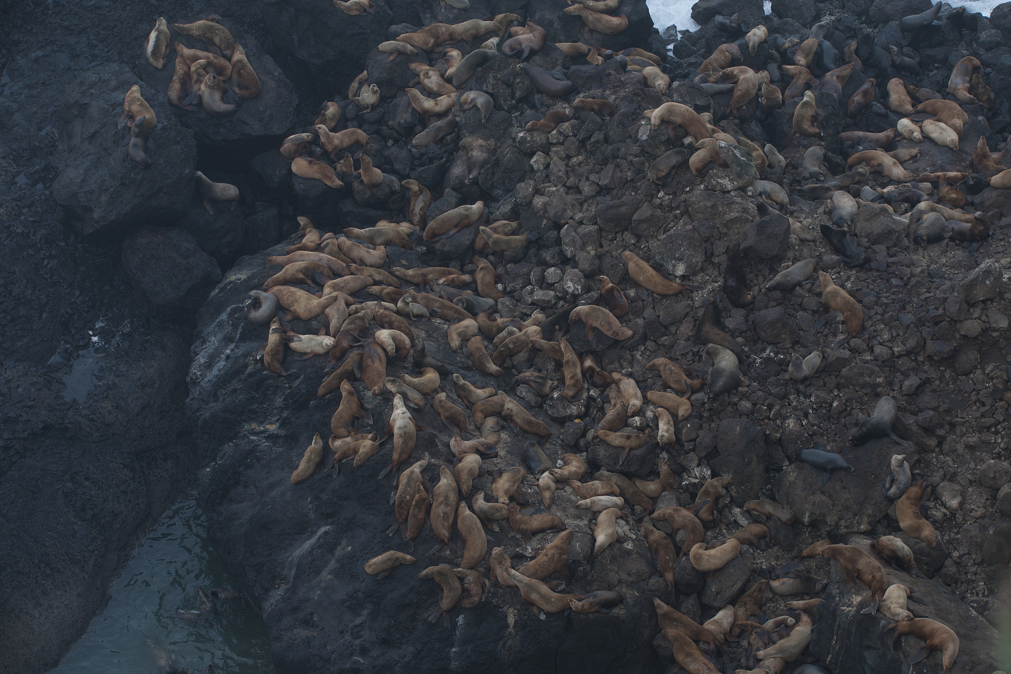 Sigma 150-600mm F5-6.3 DG OS HSM | S sample photo. All the sea lions photography