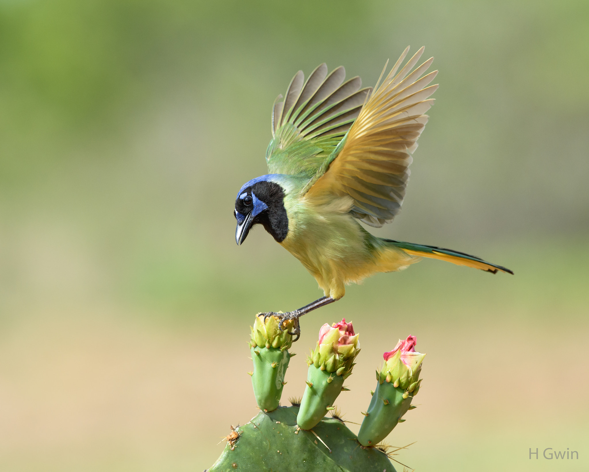 Nikon AF-S Nikkor 300mm F2.8G ED VR II sample photo. Green jay photography
