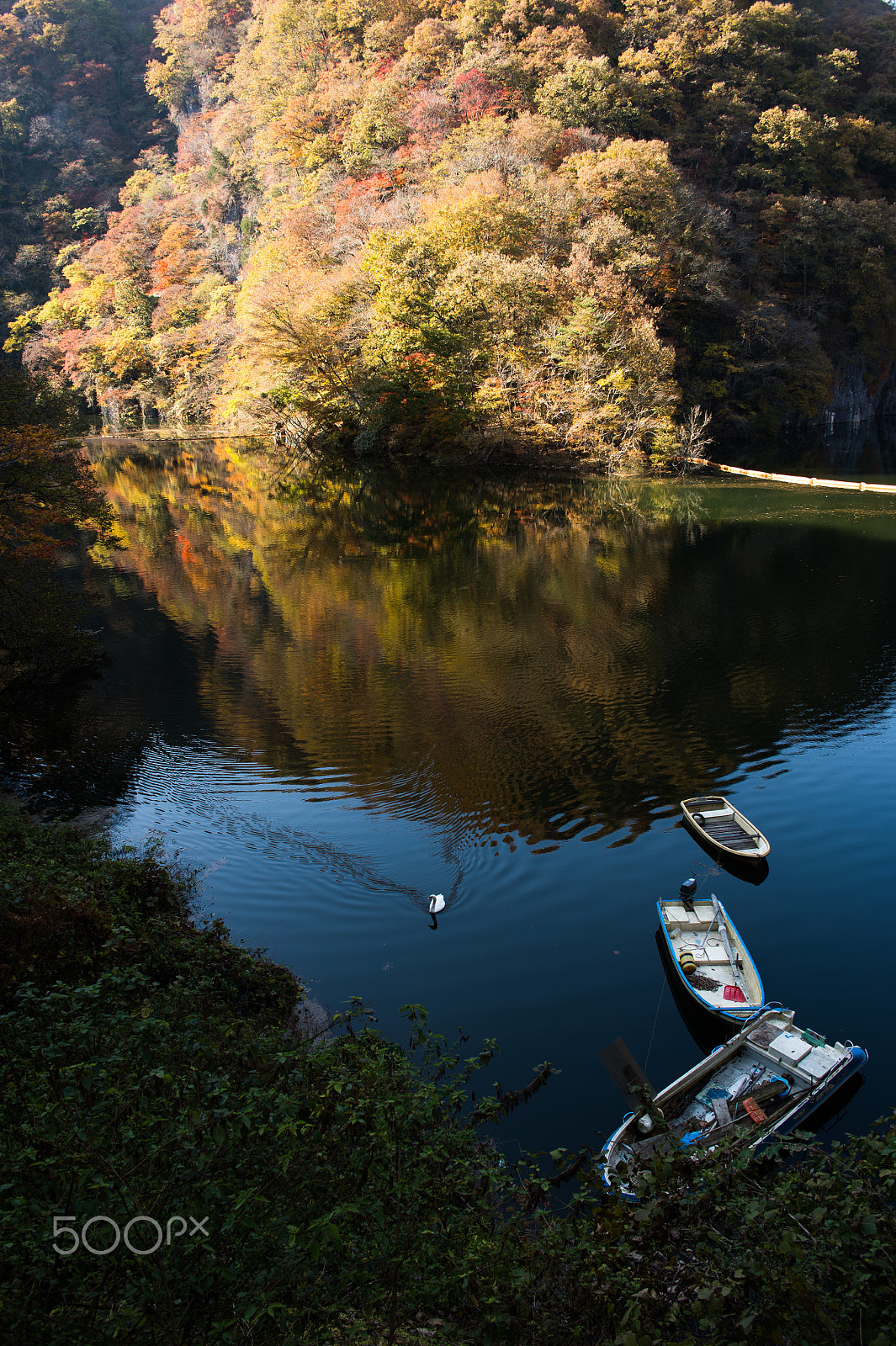Nikon Df sample photo. Alone swan photography