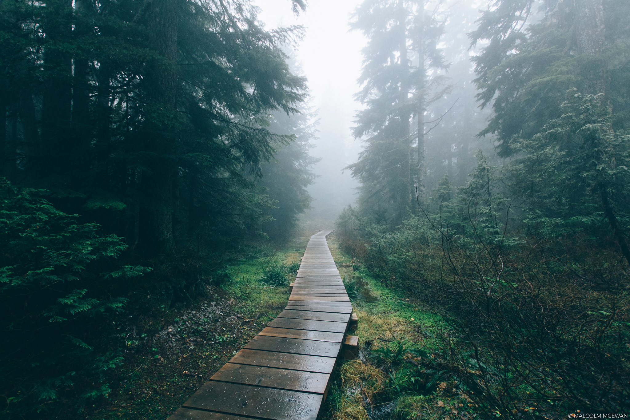 Sigma 10-20mm F3.5 EX DC HSM sample photo. Cypress | into the mist photography