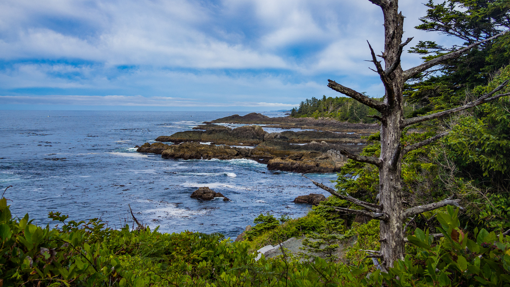 Olympus OM-D E-M5 + Panasonic Lumix G 20mm F1.7 ASPH sample photo. Wild pacific trail, ucluelet b.c. photography