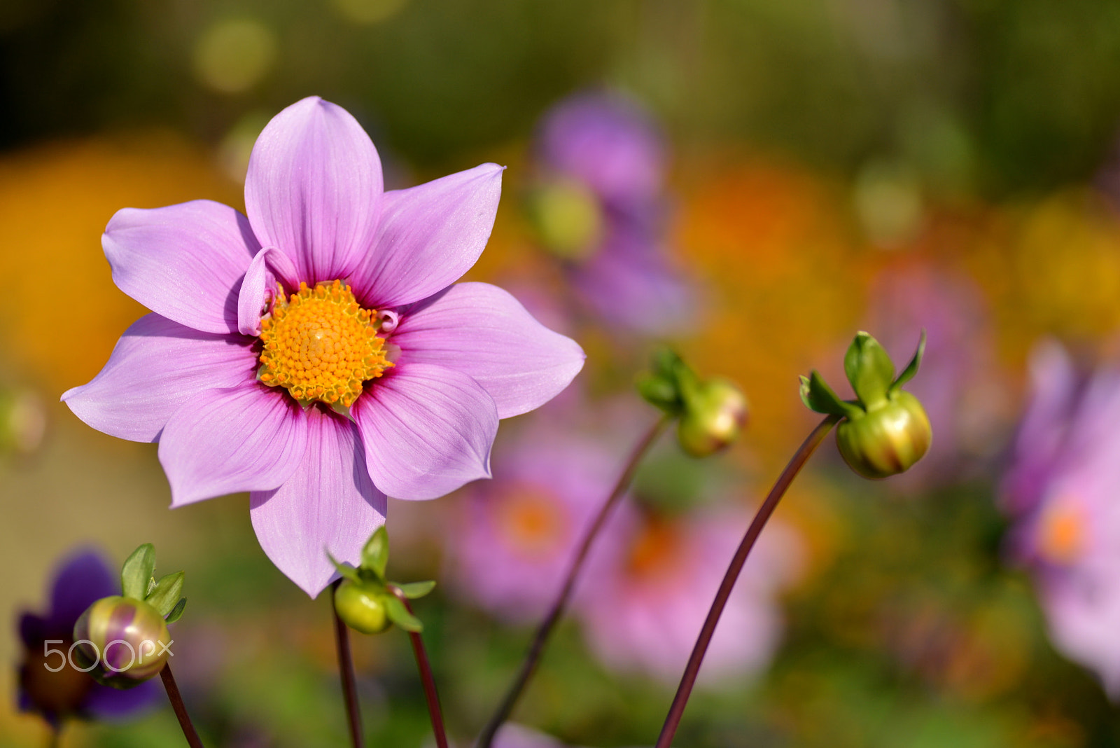 Nikon D600 sample photo. Light purple dahlia photography