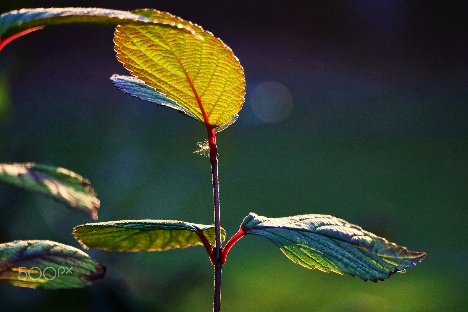 Samsung NX3300 sample photo. Sunset light. photography