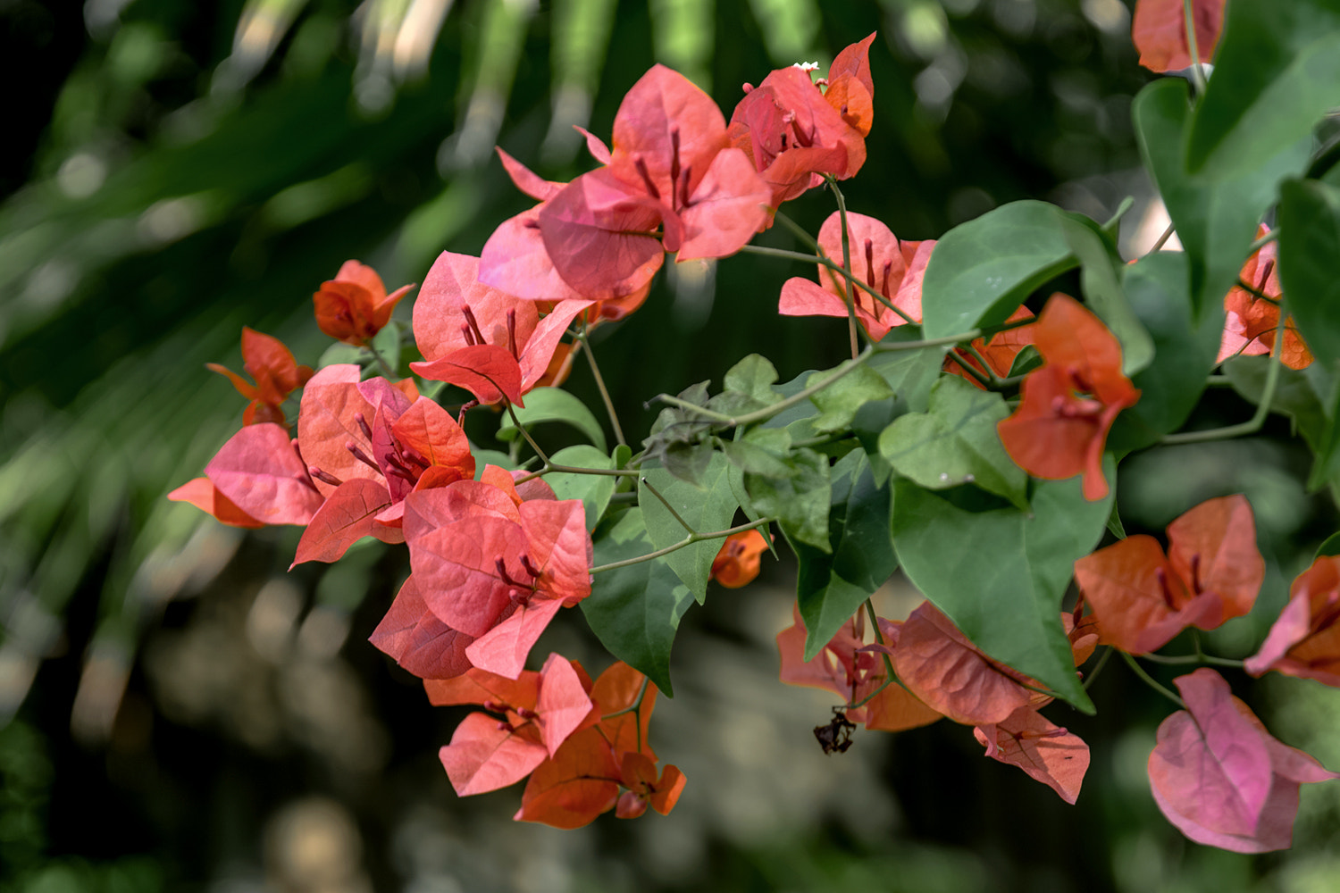 Pentax K-70 sample photo. Bougainvillea photography