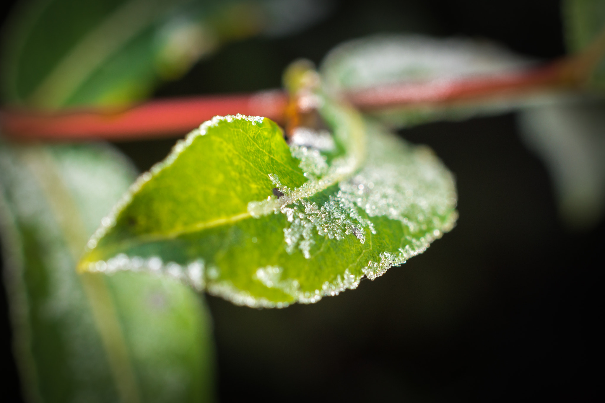 Nikon AF-S DX Micro Nikkor 40mm F2.8 sample photo. Ice crystals on leaf photography