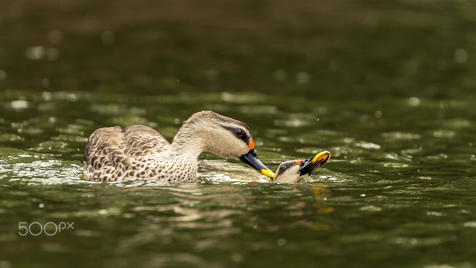 150-600mm F5-6.3 DG OS HSM | Contemporary 015 sample photo. Spot-billed duck photography