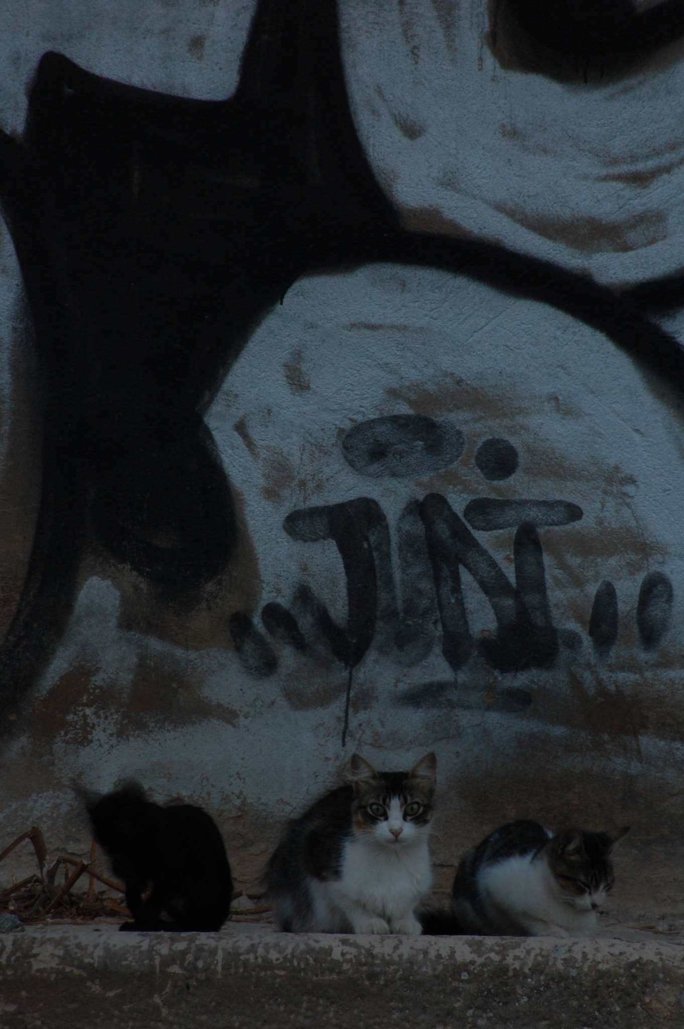 Nikon D40 sample photo. Stray cats photography