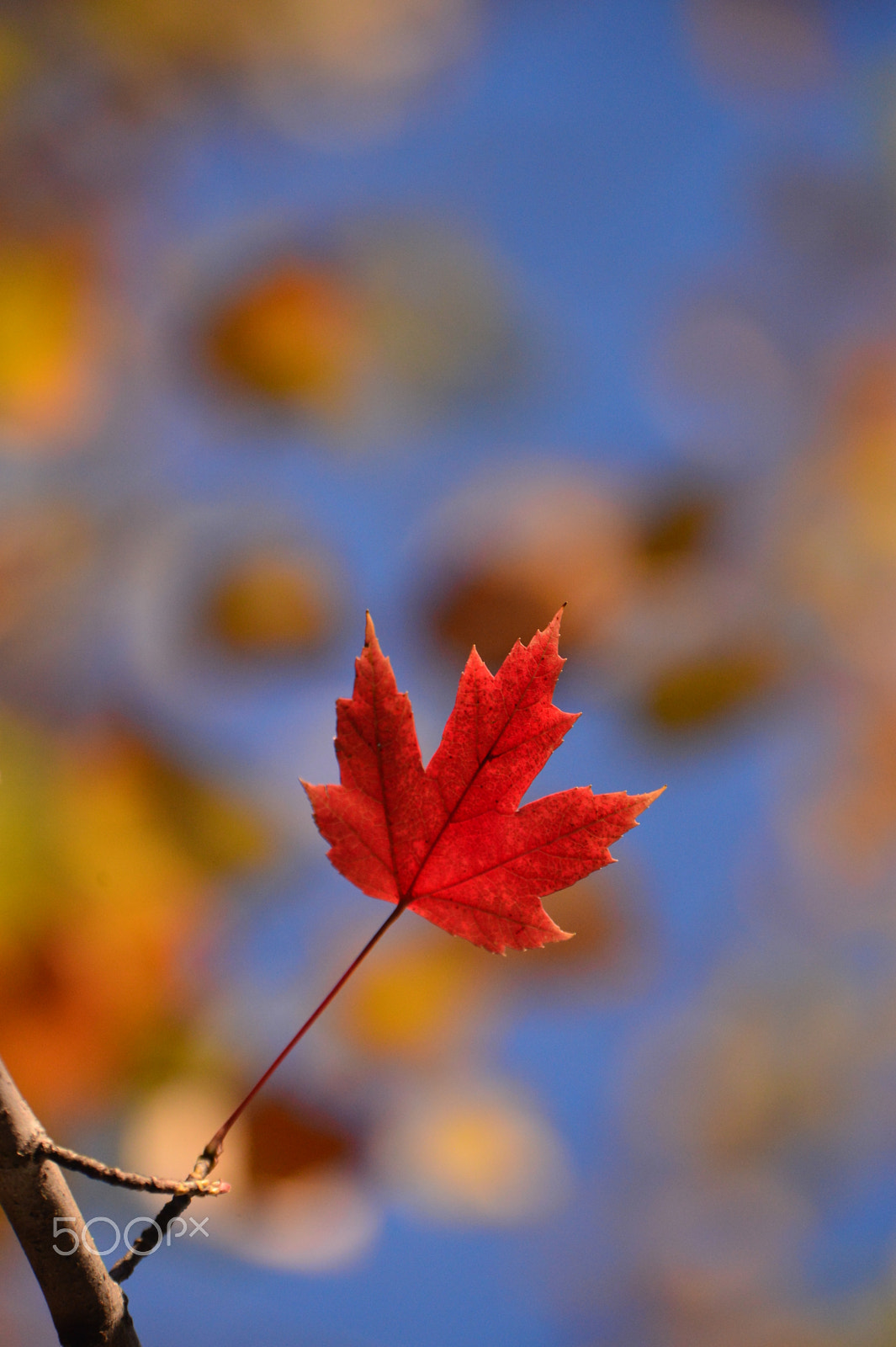 Nikon Df sample photo. Last leaf photography