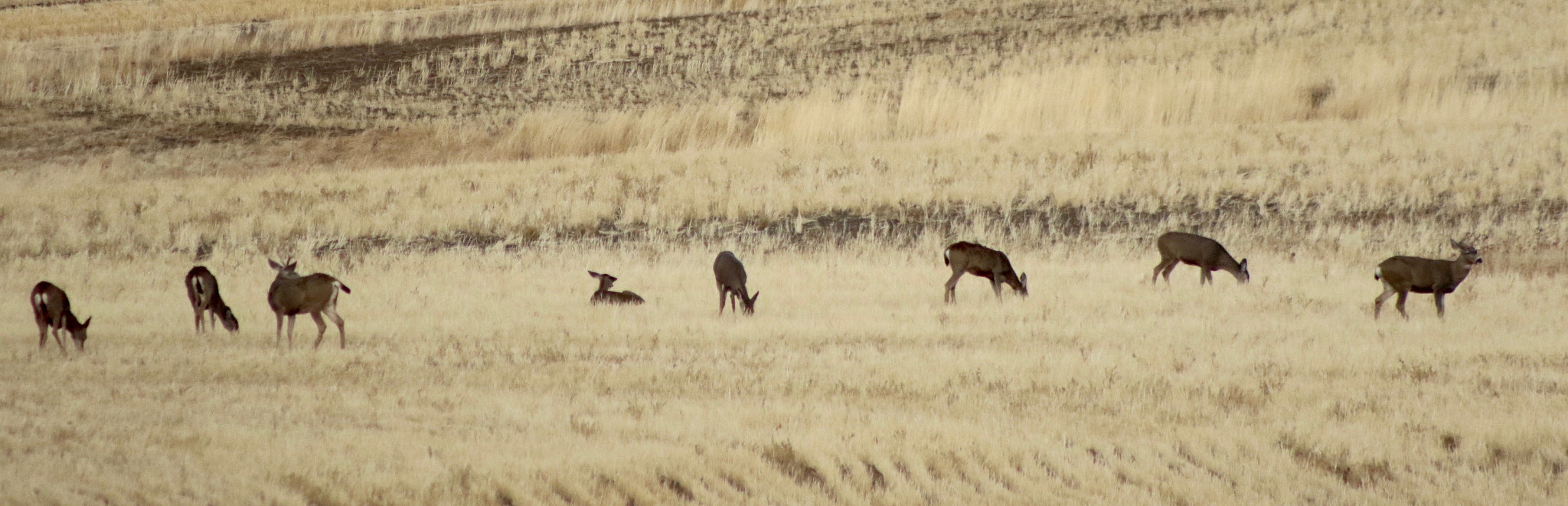 EF75-300mm f/4-5.6 sample photo. Lots of does after hunting season! photography