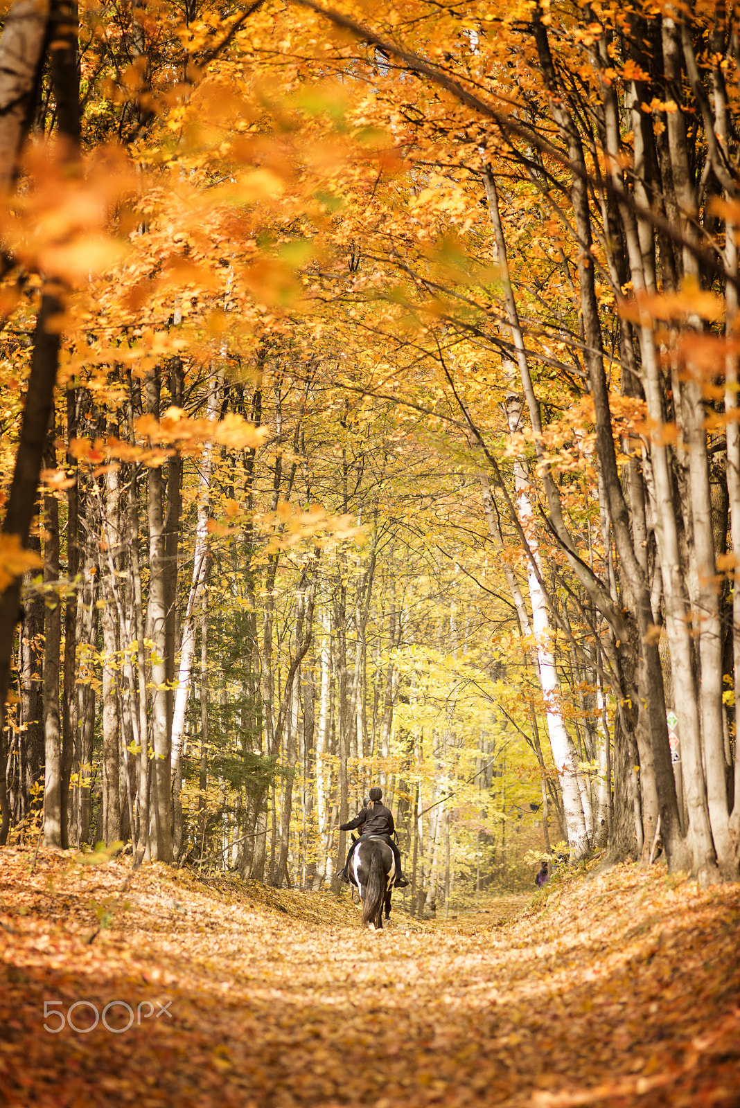 Nikon D600 sample photo. Afternoon walk photography