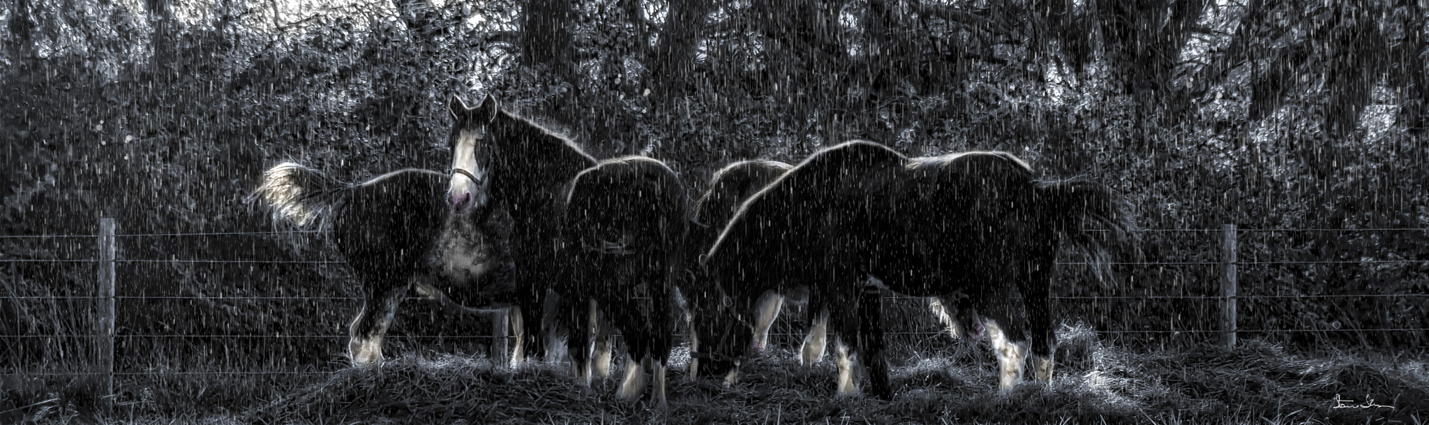 Canon EF 75-300mm F4.0-5.6 IS USM sample photo. Version 2  cold wet horses photography