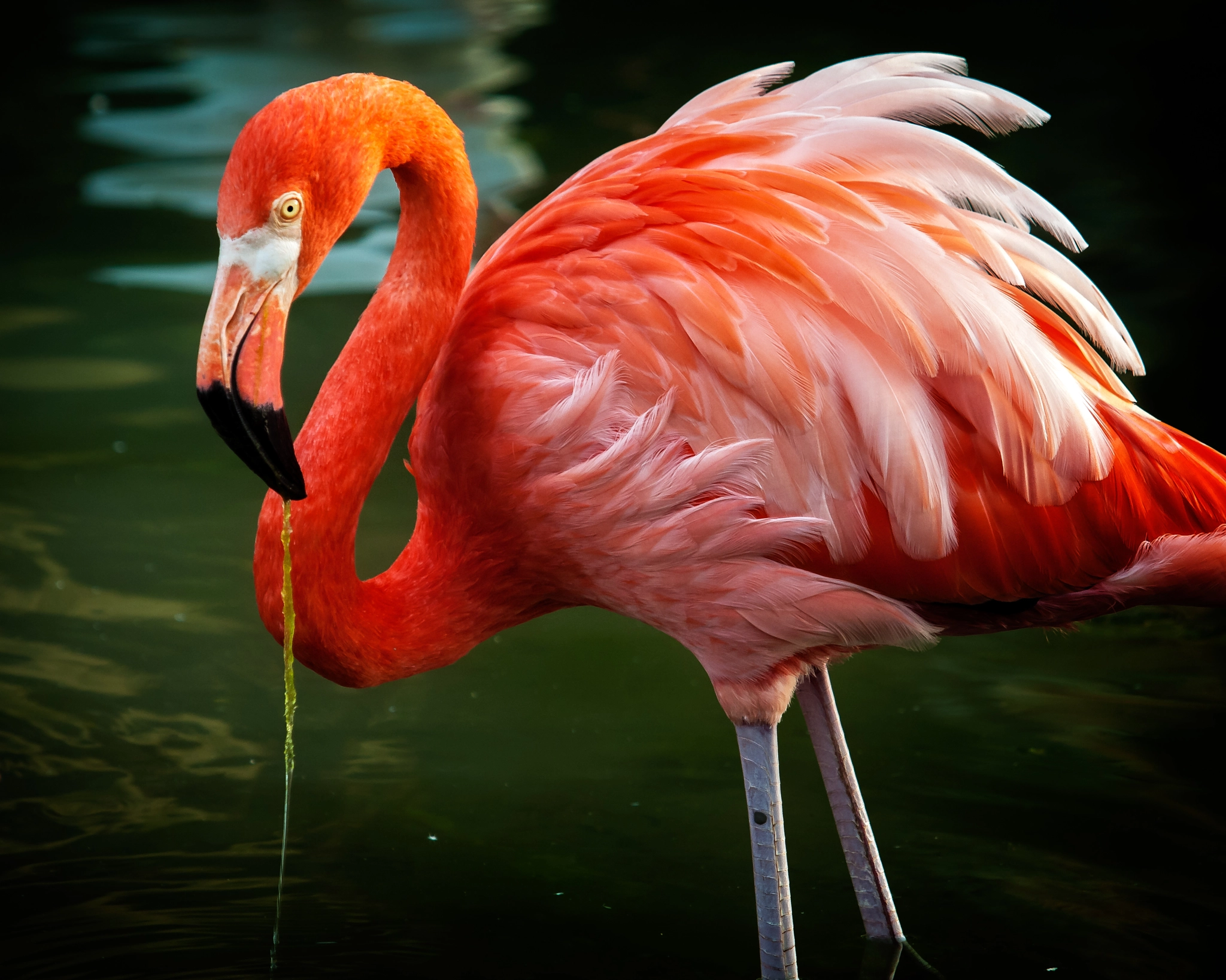 Olympus E-620 (EVOLT E-620) sample photo. Caribbean flamingo photography