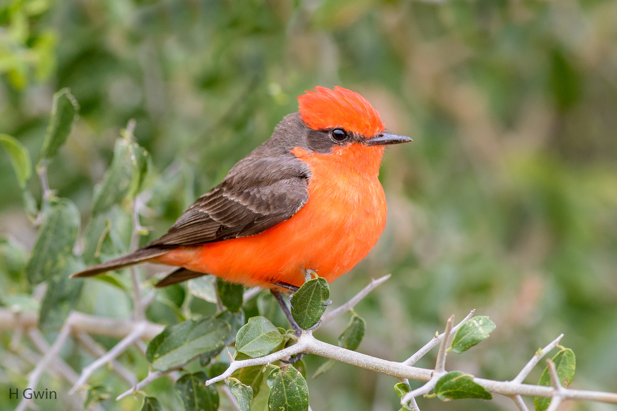 Nikon AF-S Nikkor 300mm F2.8G ED VR II sample photo. Vermillion flycatcher photography