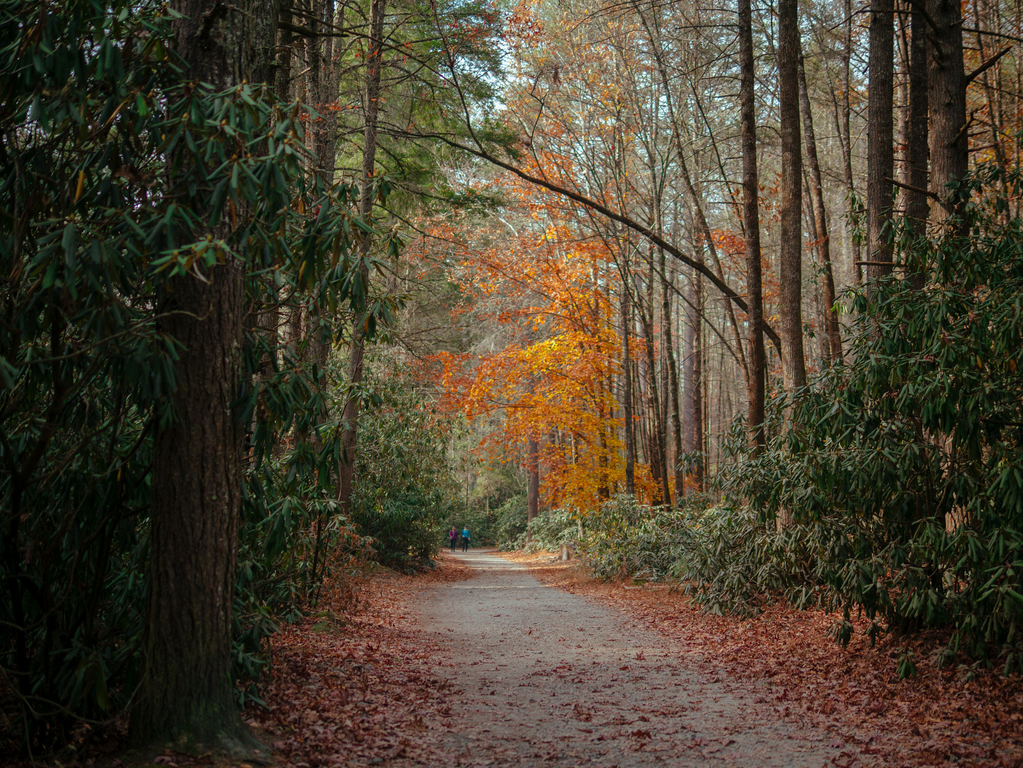 Panasonic Lumix DMC-GX1 sample photo. Dupont forest photography