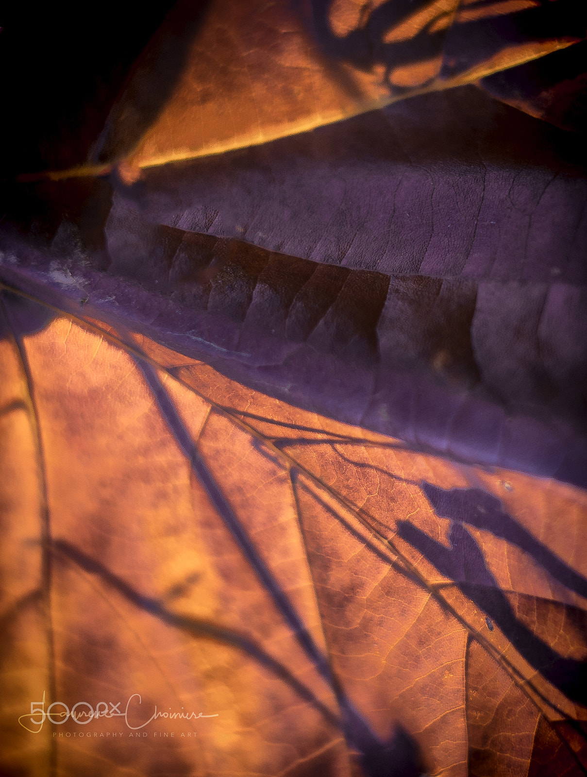 Sony a7R II + Sony FE 50mm F1.8 sample photo. Osculation of the reaping season photography