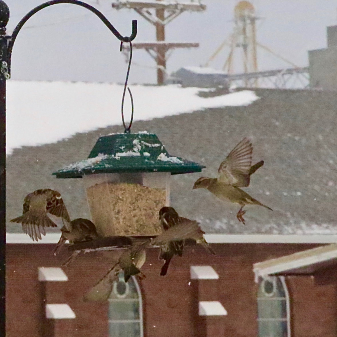 EF75-300mm f/4-5.6 sample photo. Birds coming into feed! photography