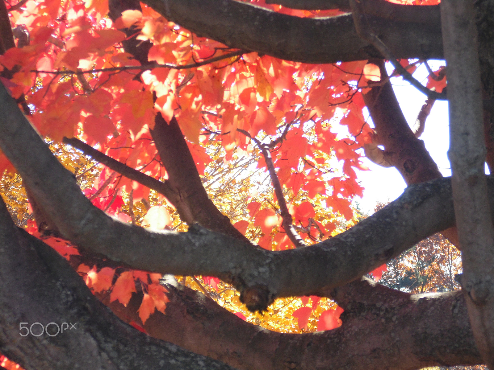 Samsung WB110/  WB111 sample photo. Colorfulltree photography