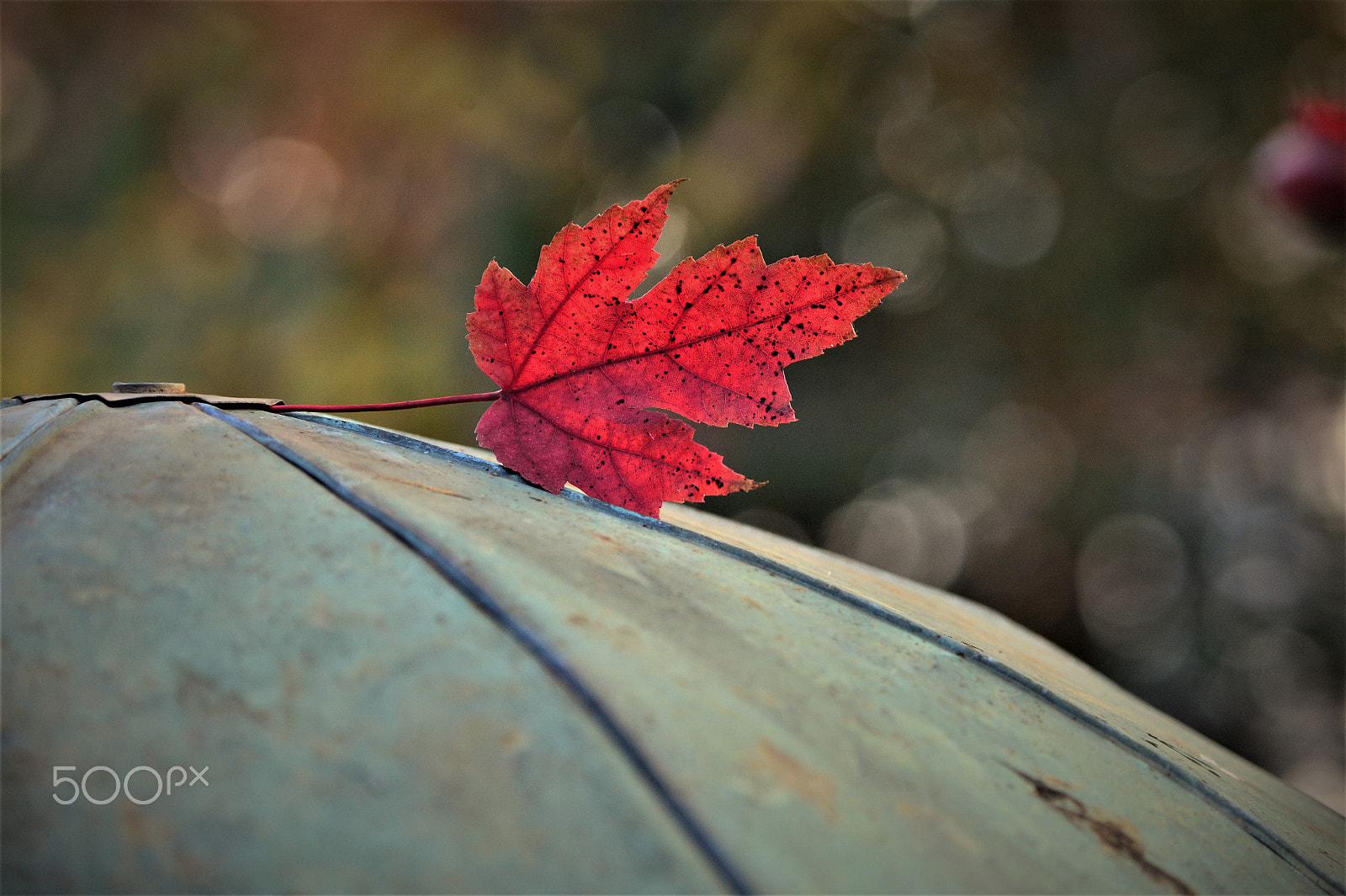 Nikon Df sample photo. The dome photography