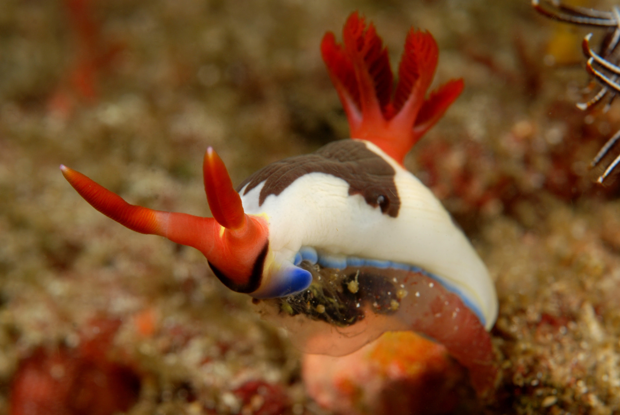 Nikon D80 + AF Micro-Nikkor 60mm f/2.8 sample photo. Nembrotha chamberlaini photography