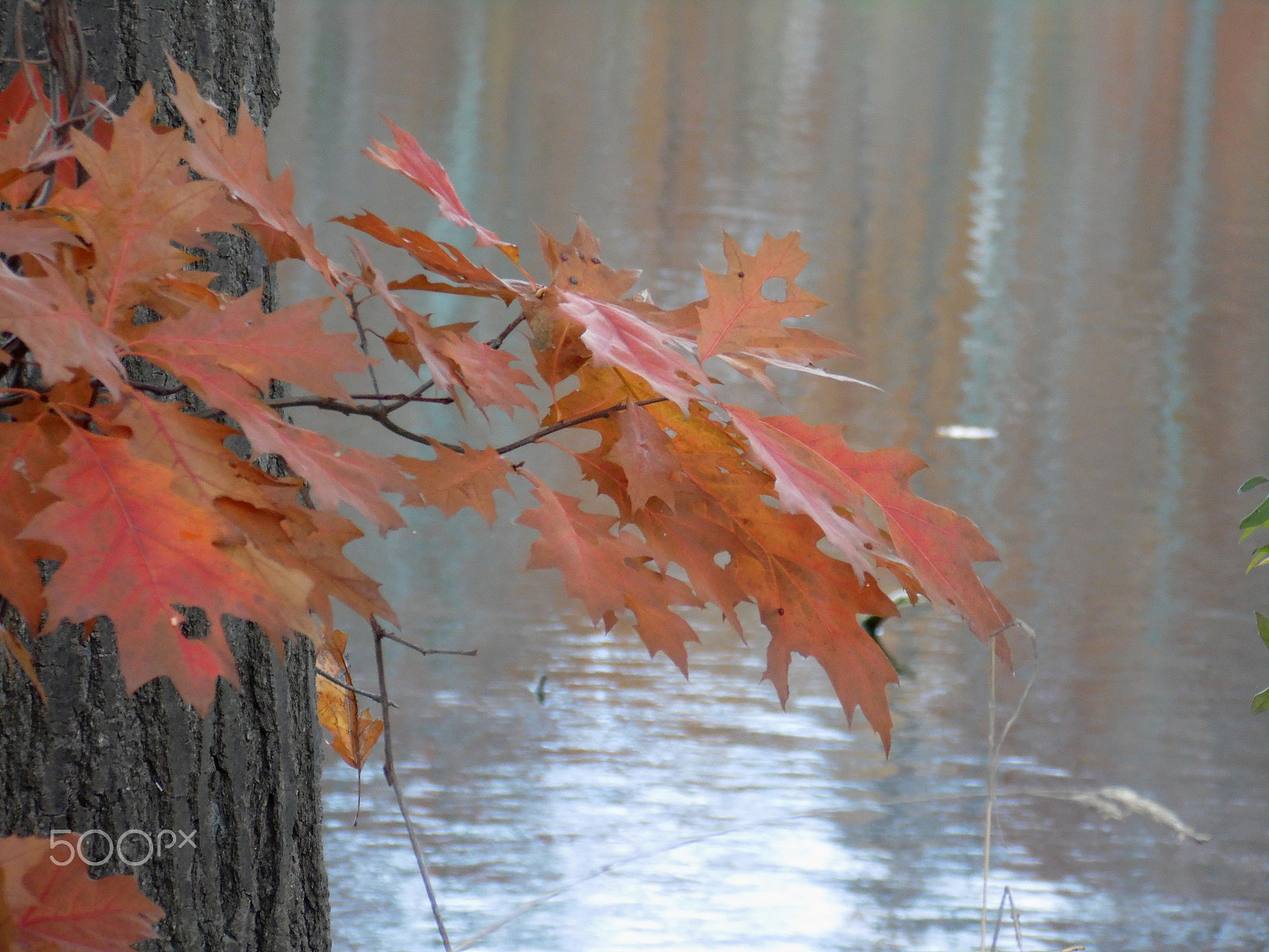 Samsung WB110/  WB111 sample photo. Leaves and reflections photography