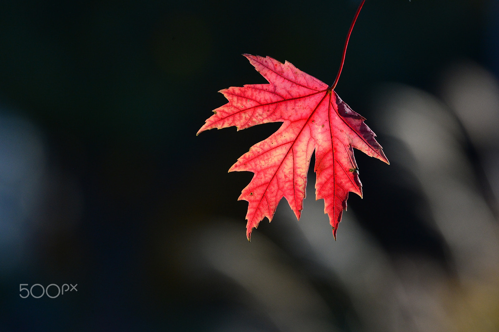 Nikon Df sample photo. Sunny day photography