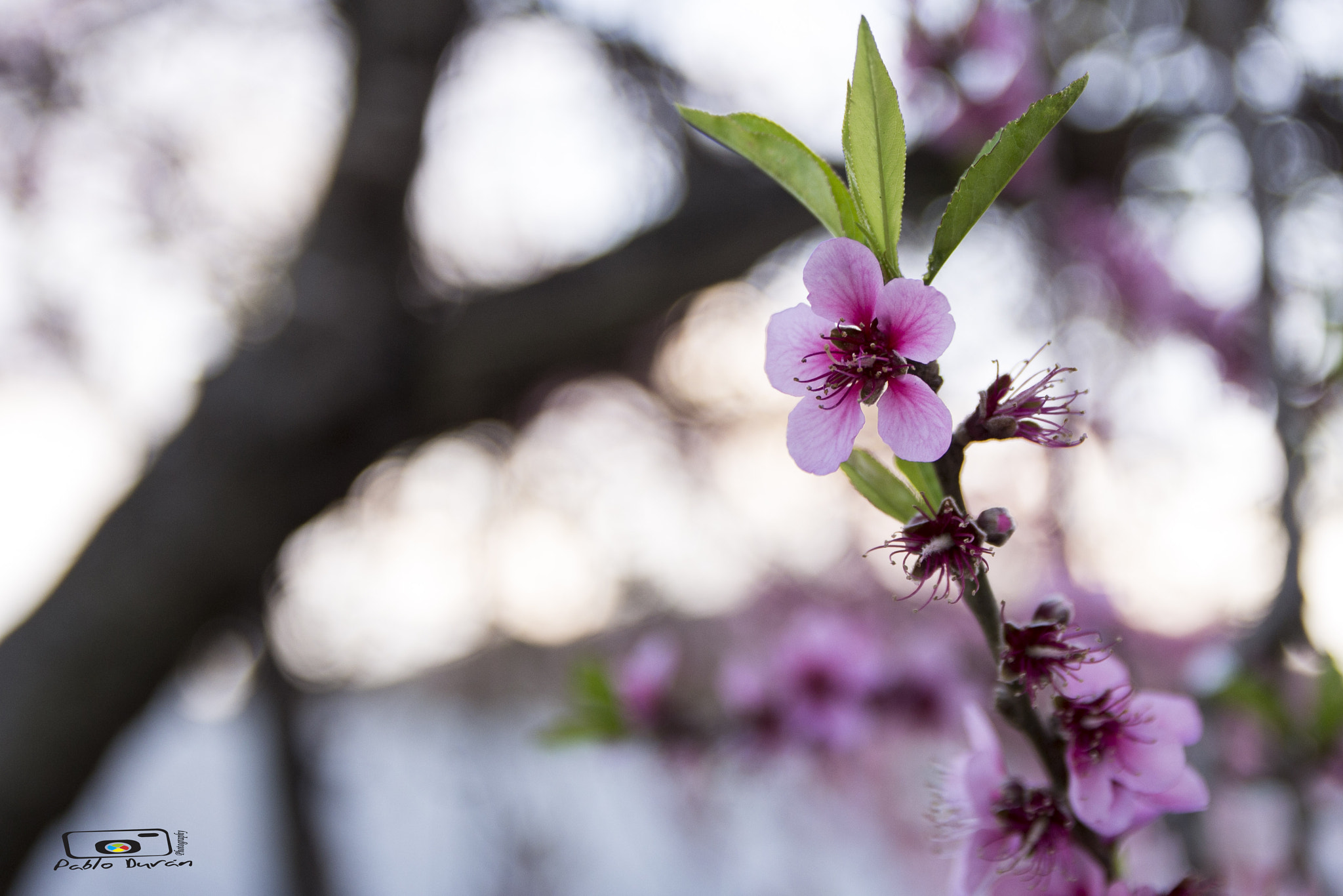 Canon EF-S 17-55mm F2.8 IS USM sample photo. Img photography