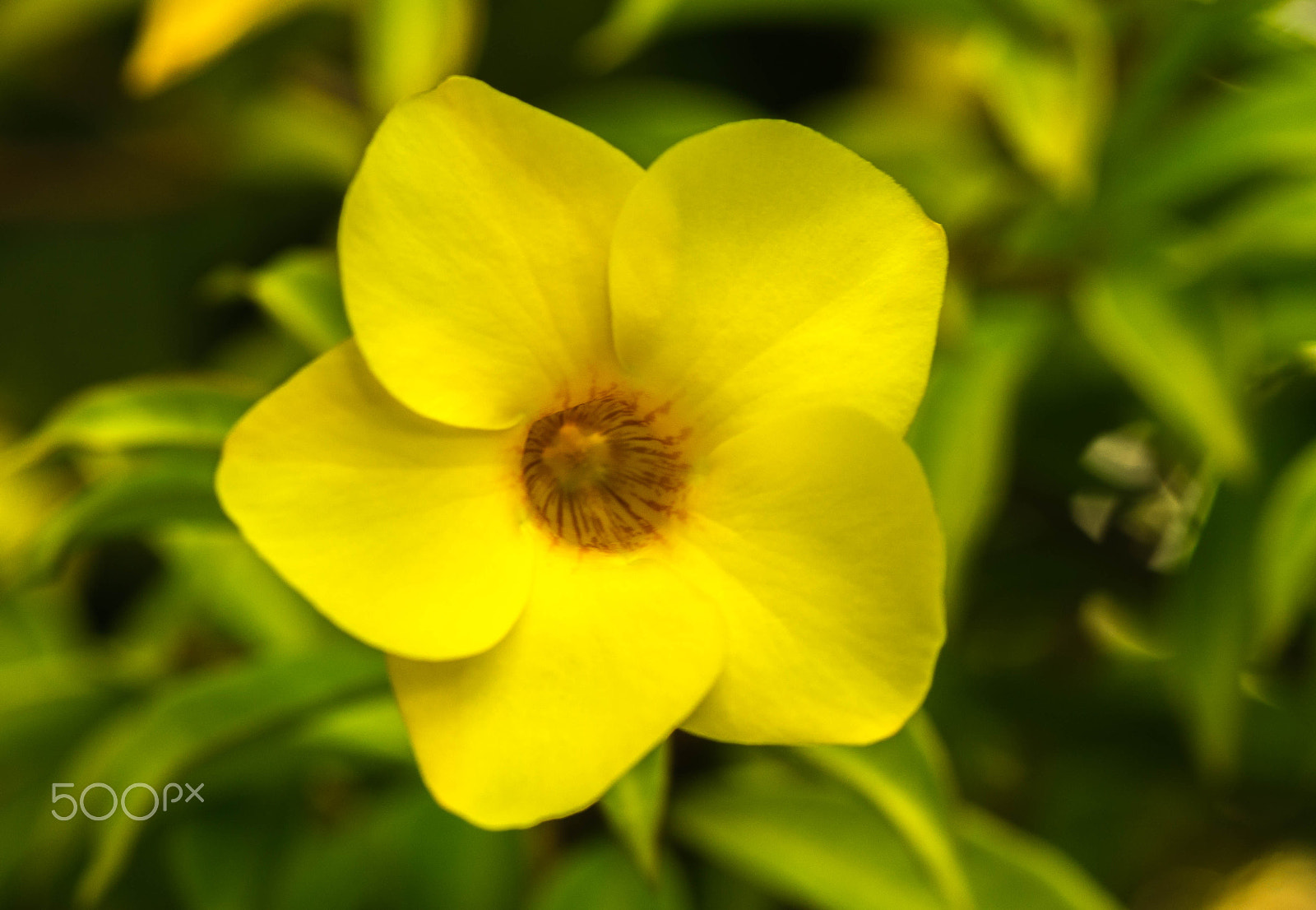 Sony a99 II + Minolta AF 100mm F2.8 Macro [New] sample photo. Allamanda "golden trumpet" hendersonii photography