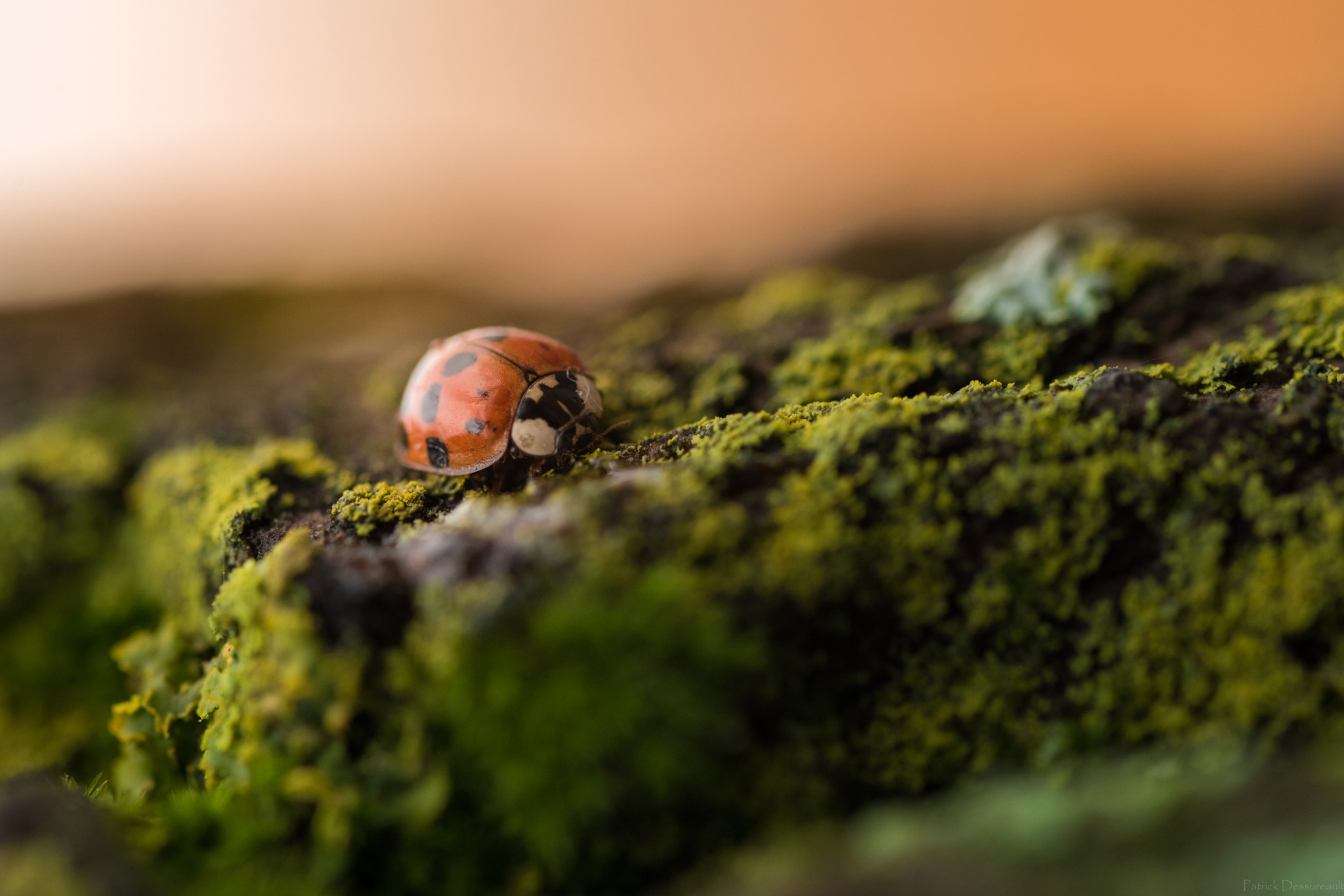 Sigma 105mm F2.8 EX DG OS HSM sample photo. Coccinelle photography