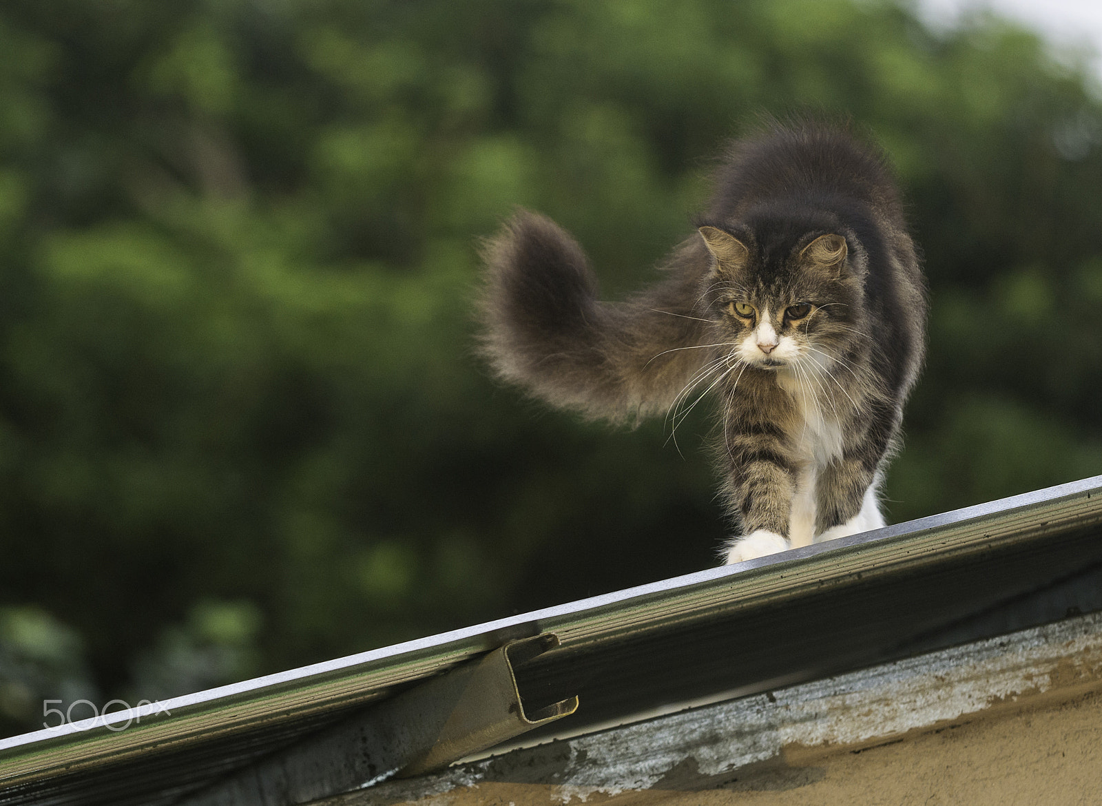 Nikon D800E sample photo. Ronnie on the roof or the supervisor photography