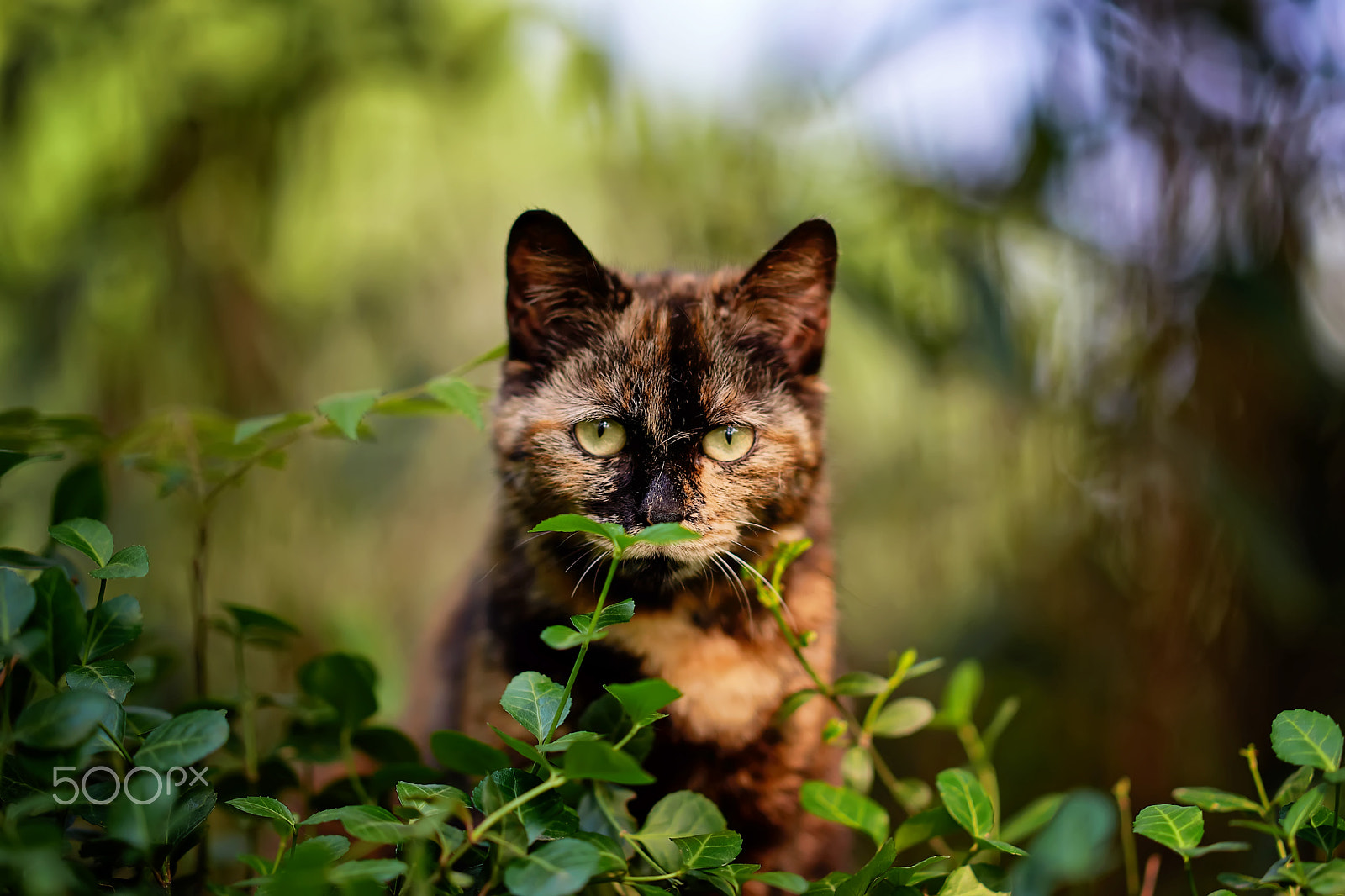 Sony Sonnar T* 135mm F1.8 ZA sample photo. Portrait photography